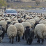 Yaz Aylarını Serin, Kış Aylarını Sıcak Bölgelere Geçirerek Göç Eden Hayvan Sahipleri Zorlu Yolculuğa Çıktı 5 gocerlerin zorlu yolculugu basladi 4e06c4738e54