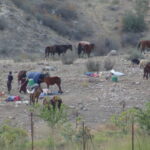 Yaz Aylarını Serin, Kış Aylarını Sıcak Bölgelere Geçirerek Göç Eden Hayvan Sahipleri Zorlu Yolculuğa Çıktı 1 gocerlerin zorlu yolculugu basladi 70494a143f3b