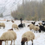 hakkaride kar yagisi 2 4b14c14b14ea