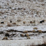 hakkaride kar yagisi 2 50952c8813a2