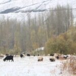 hakkaride kar yagisi 2 b8bdd9efde2e