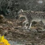 hakkaride nesli tehlike altindaki vasak goruntulendi 0ea3dc45b8ee