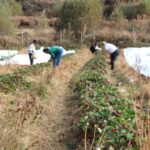 hobi olarak basladigi cilek ureticiligi gecim kaynaklari oldu 1bf5356da6e4