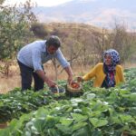 hobi olarak basladigi cilek ureticiligi gecim kaynaklari oldu fcd114b903cc