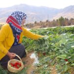 hobi olarak basladigi cilek ureticiligi gecim kaynaklari oldu ff62eb815cca