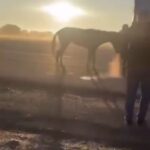 kamyonetin arkasina bagladigi ati dakikalarca surukledi o anlar kamerada 904127fae019