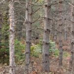 Kastamonu'da 4 Gün Dört Gün Haber Alınamayan Huriye ve Oğlu İçin Arama Çalışmaları Devam Ediyor 6 kastamonuda kayip anne ve oglunu arama calismalari 4uncu gunde 3b4754b2d0b6