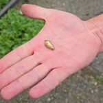 Kaybolan Kedinin Pansuma Erken Dönüşü: Mermili Patisi Ameliyatla Kurtarıldı 5 kayip kedi patisinde mermiyle geri dondu 22294138876e