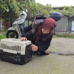 Kaybolan Kedinin Pansuma Erken Dönüşü: Mermili Patisi Ameliyatla Kurtarıldı 1 kayip kedi patisinde mermiyle geri dondu 3a822a89347d