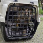 Kaybolan Kedinin Pansuma Erken Dönüşü: Mermili Patisi Ameliyatla Kurtarıldı 3 kayip kedi patisinde mermiyle geri dondu 623cc72a60d0