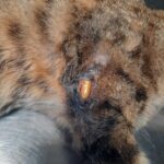 Kaybolan Kedinin Pansuma Erken Dönüşü: Mermili Patisi Ameliyatla Kurtarıldı 7 kayip kedi patisinde mermiyle geri dondu 79d3e22893e7