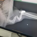 Kaybolan Kedinin Pansuma Erken Dönüşü: Mermili Patisi Ameliyatla Kurtarıldı 6 kayip kedi patisinde mermiyle geri dondu 7ee2c67b9b12