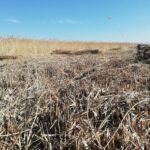 kayseri sultan sazligi milli parkinda cakal goruntulendi video eklendi 461291e36b0f