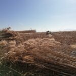 kayseri sultan sazligi milli parkinda cakal goruntulendi video eklendi 83c419356478