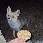 kombe yiyen tilki kamerada video eklendi 7ead4937972d