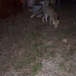 kombe yiyen tilki kamerada video eklendi 95154916af40