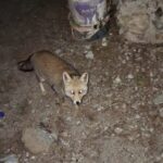 kombe yiyen tilki kamerada video eklendi c266ab806ce2