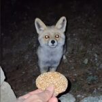 kombe yiyen tilki kamerada video eklendi c27028802eb4