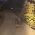 koy yoluna inen ayi cep telefonu kamerasinda d79e0a2bedbf