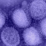 kuzey yarimkurede h3n2 alarmi 5eac8713a5a9