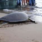 Muğla'da Tedavi Edilen Caretta Caretta 'Lansinoh', İki Yılda 2 Bin Kilometre Yol Aldı 3 lansinohun rotasini 25 bin kisi goruntuledi f72de6e02d36