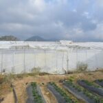 Mersin'de Hortum Felaketi: Üreticiler Seralarını Onarıyor 2 mersinde hortum ve firtina seralara zarar verdi a1910c3a5b6a