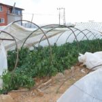 Mersin'de Hortum Felaketi: Üreticiler Seralarını Onarıyor 4 mersinde hortum ve firtina seralara zarar verdi dc1ae53efaad