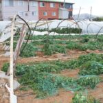 Mersin'de Hortum Felaketi: Üreticiler Seralarını Onarıyor 6 mersinde hortum ve firtina seralara zarar verdi ef707e4d66a4