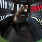 nesli tehlike altindaki kara ayakli gelincigi satmaya calisirken yakalandi 636c4b8f4d05