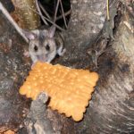 nesli tukenmekte olan fareyi biskuviyle besledi 0829b5d6a3b5