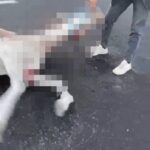 nevsehirde otomobilin carptigi 2 at oldu 00c749b3a7ea