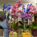 Antalya'da öğretmenler günü için çiçek satışları arttı, kır çiçekleri ve orkide ön planda! 5 ogretmenler gunu icin en cok kir cicegi tercih ediliyor 45b5cd8aa9d5