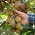 orduda kivi icin erken hasat uyarisi video eklendi 1b7aa5900cfd