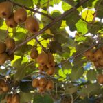 orduda kivi icin erken hasat uyarisi video eklendi 47726687dbe2