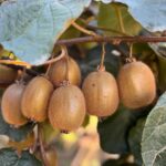 orduda kivi icin erken hasat uyarisi video eklendi 5d1a50a17933