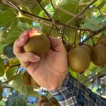 orduda kivi icin erken hasat uyarisi video eklendi 7694a2316364