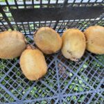 orduda kivi icin erken hasat uyarisi video eklendi aa019f33303b