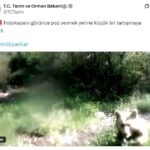 ormanda yavrulariyla gezen ayi fotokapana saldirdi acd81af2ae82