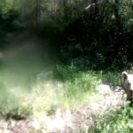 ormanda yavrulariyla gezen ayi fotokapana saldirdi b1b87b58fe08