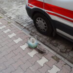 otomobildeki piknik tupunde gaz sikismasi 1 yarali 15f9a85f25c8