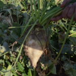 pancar ureticisi fiyattan memnun 29269384e0f7