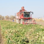 pancar ureticisi fiyattan memnun 37bda583a58b