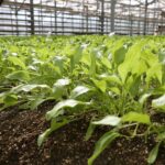 Beta Ziraat A.Ş. Yerli Şeker Pancarı Tohumlarını Test Ederek Verimliliği Artırmayı Hedefliyor 1 pancarda sapa kalkma testleriyle avrupa ve turkiyede uretilen tohumlar analiz ediliyor 6b4d24adcbd1