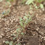 Beta Ziraat A.Ş. Yerli Şeker Pancarı Tohumlarını Test Ederek Verimliliği Artırmayı Hedefliyor 3 pancarda sapa kalkma testleriyle avrupa ve turkiyede uretilen tohumlar analiz ediliyor acd96be8b39a