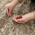 Beta Ziraat A.Ş. Yerli Şeker Pancarı Tohumlarını Test Ederek Verimliliği Artırmayı Hedefliyor 2 pancarda sapa kalkma testleriyle avrupa ve turkiyede uretilen tohumlar analiz ediliyor c683ebcd2342