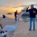 sahile cikan pelikani balikla beslediler 07ce7bf677c4