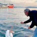 sahile cikan pelikani balikla beslediler 0d278ea227f7