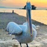 sahile cikan pelikani balikla beslediler 5dfbb6b46b42