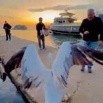 sahile cikan pelikani balikla beslediler 5ee351471386