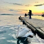 sahile cikan pelikani balikla beslediler 93b2b2b9666a